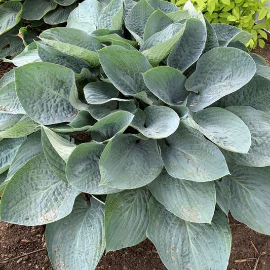 Hosta 'Above the Clouds’