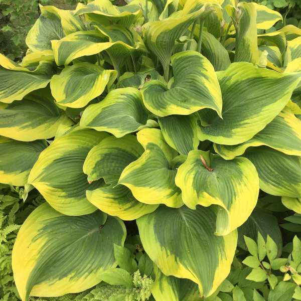 Hosta 'Atlantis’