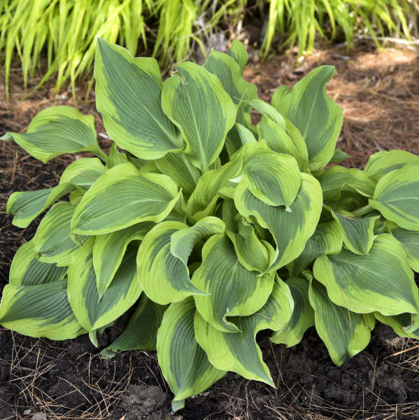 Hosta 'Atlantis’