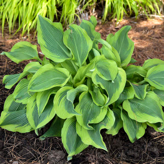 Hosta 'Atlantis’