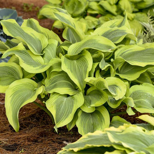 Hosta 'Atlantis’
