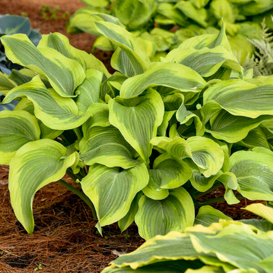 Hosta 'Atlantis’