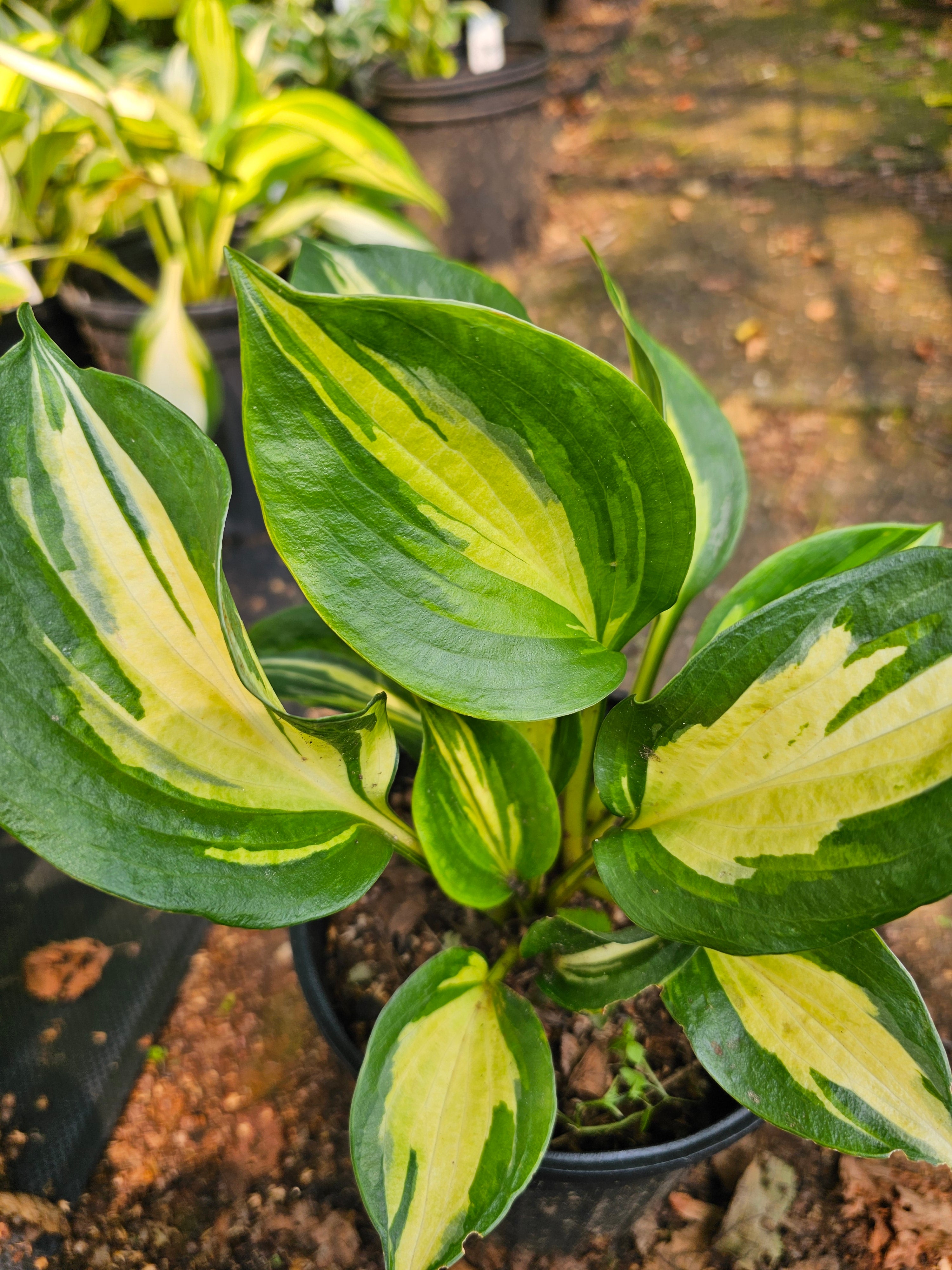 Hosta Beach Rocks Hosta 'Beach Boy' – Fieldstone Gardens Inc