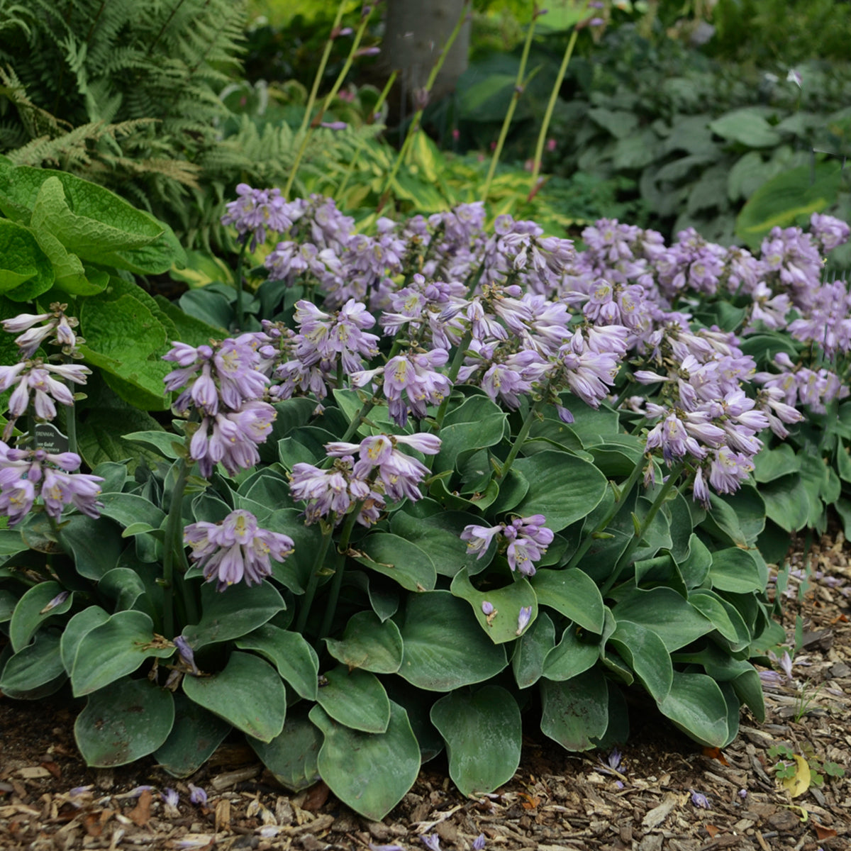 Hosta 'Blue Mouse Ears'