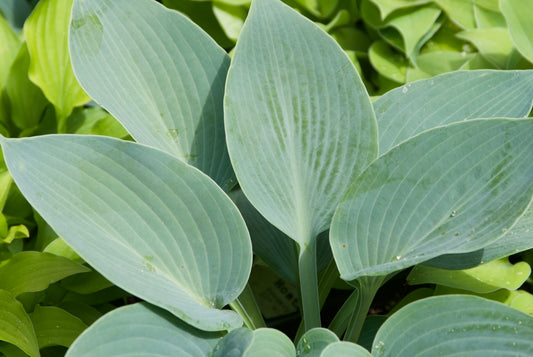 Close-up of Hosta 'Blue Jay' leaves showing their powder blue color and rounded shape.