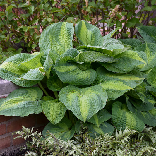 Hosta 'Brother Stephan'