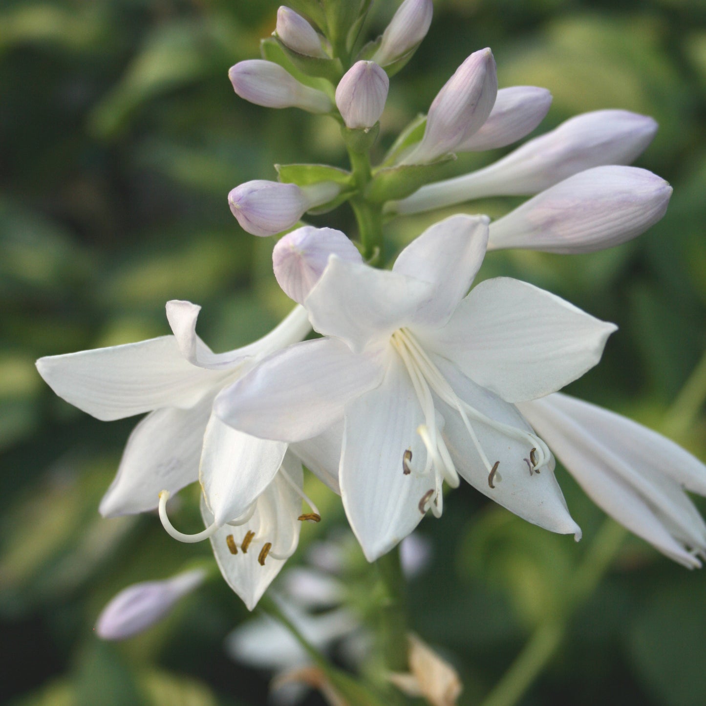 Hosta 'Cathedral Windows'