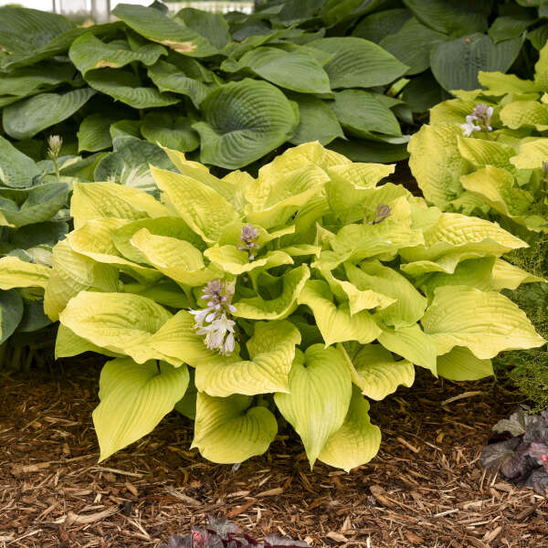 Hosta 'Coast to Coast'