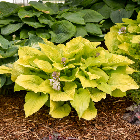 Hosta 'Coast to Coast'