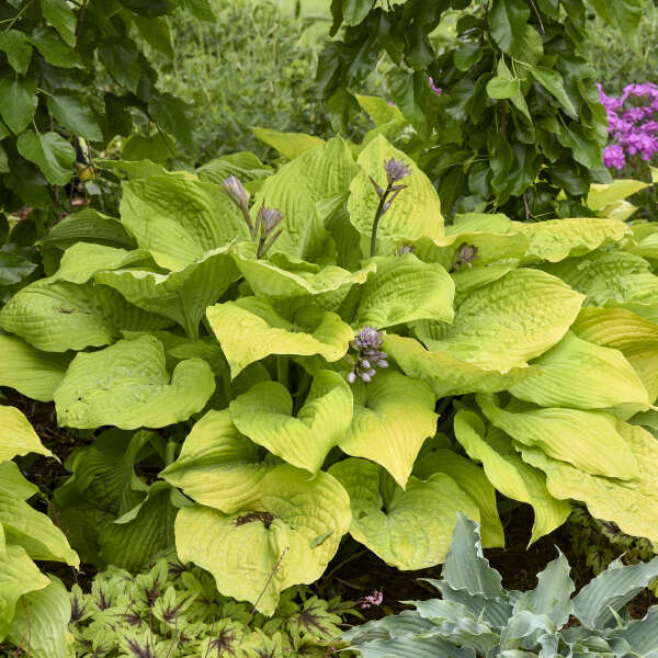 Hosta 'Coast to Coast'