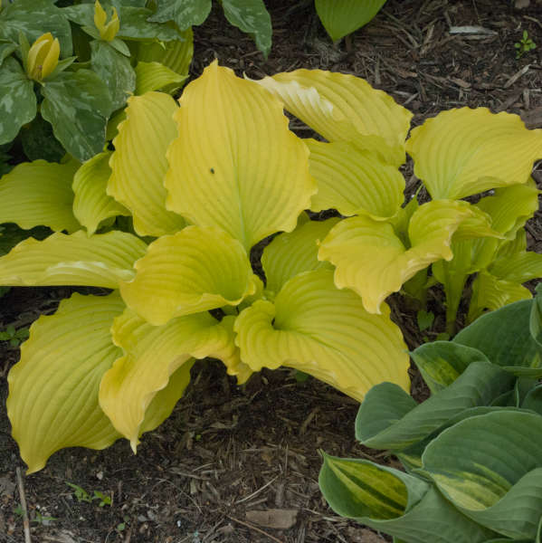 Hosta 'Dancing Queen'