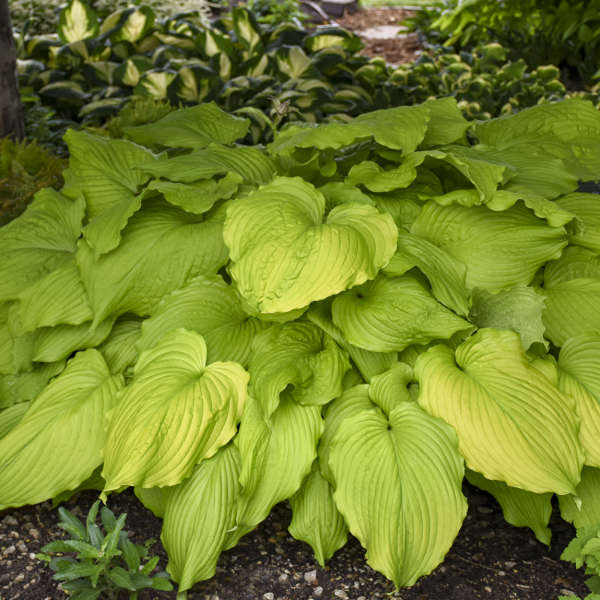 Hosta 'Dancing Queen'