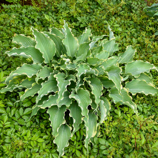 Hosta 'Dancing in the Moonlight'