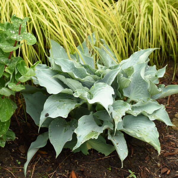 Hosta 'Dancing with Dragons'