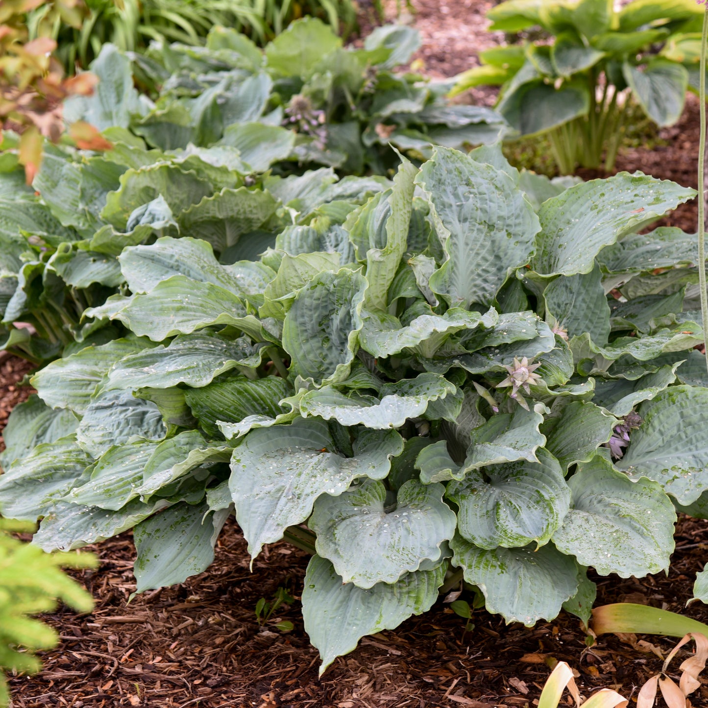 Hosta 'Diamond Lake'