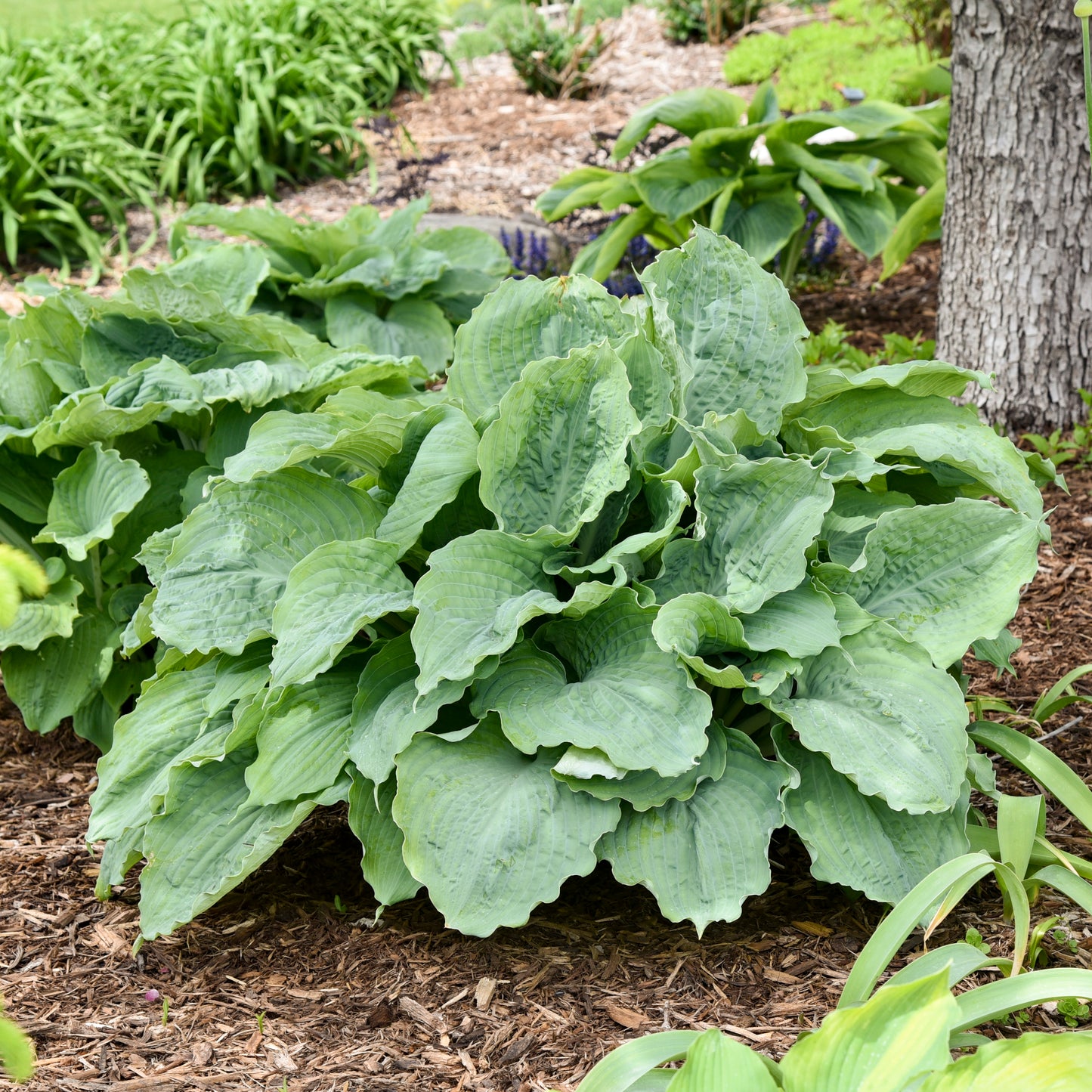 Hosta 'Diamond Lake'