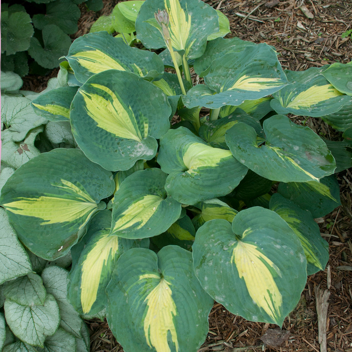 Hosta 'Dream Weaver'