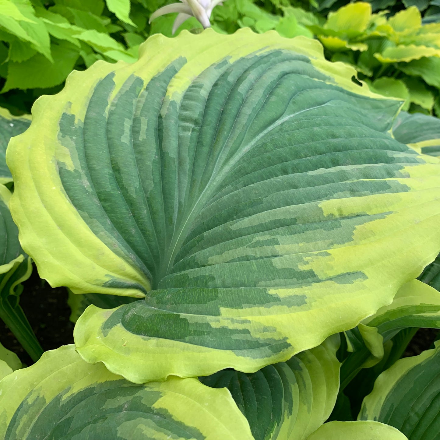 Hosta 'Drop Dead Gorgeous'