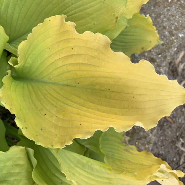 Hosta 'Echo the Sun'