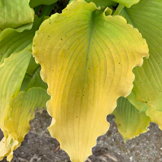 Hosta 'Echo the Sun'
