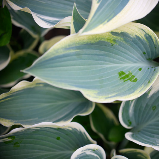 Powdery blue leaves are edged in bright white margins