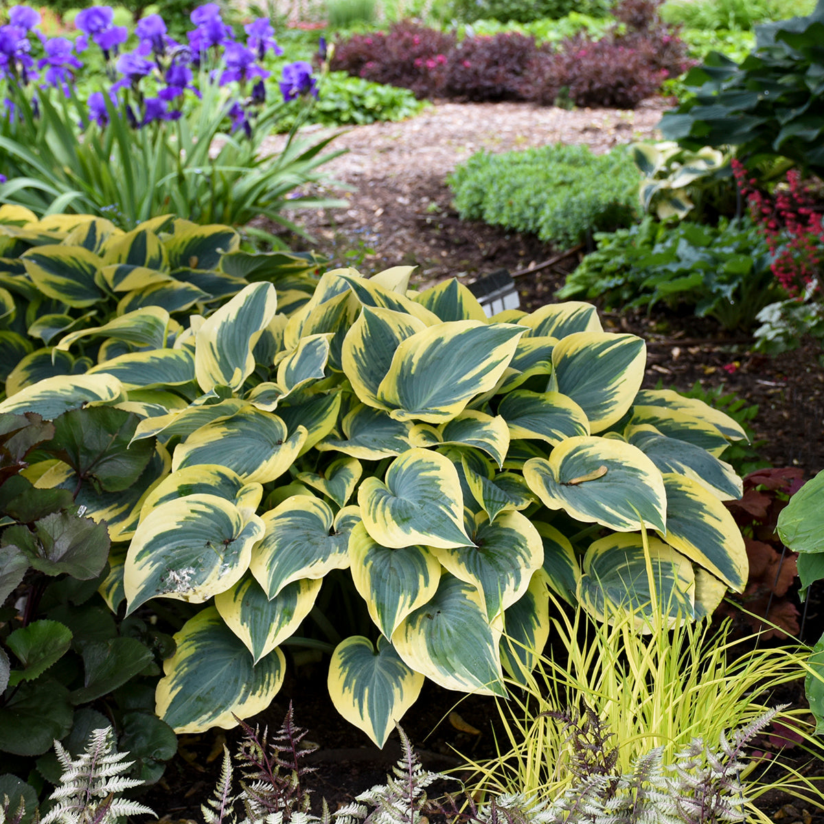 Hosta 'First Frost'