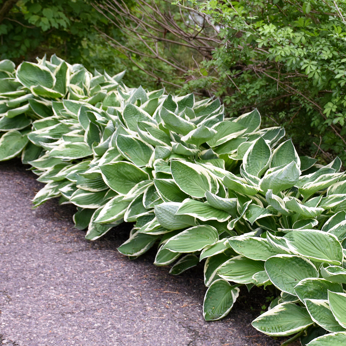 Hosta fortunei 'Francee'