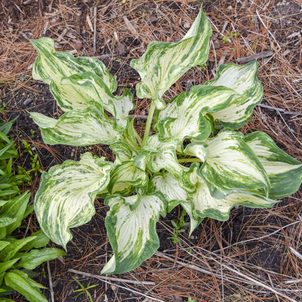 Hosta 'Frog in My Throat'