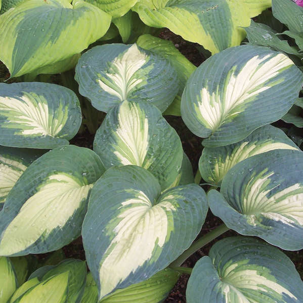 Hosta 'Hudson Bay'