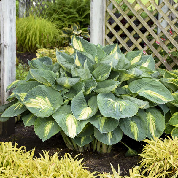 Hosta 'Hudson Bay'