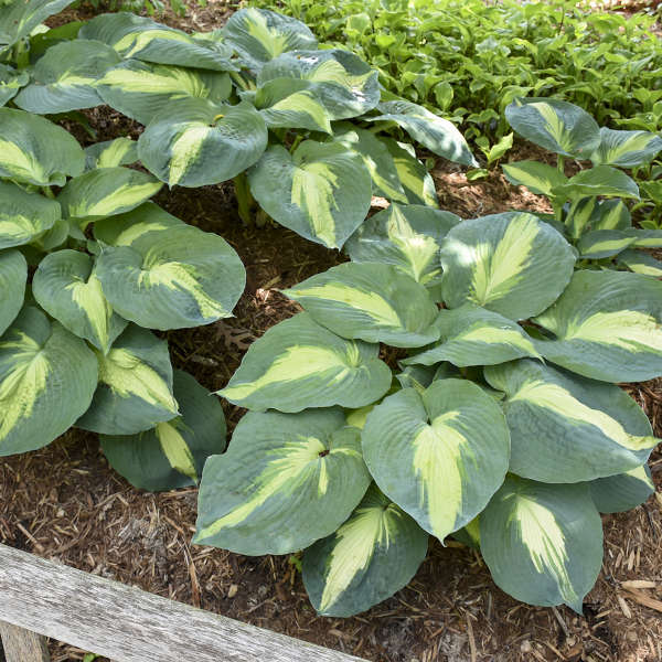 Hosta 'Hudson Bay'