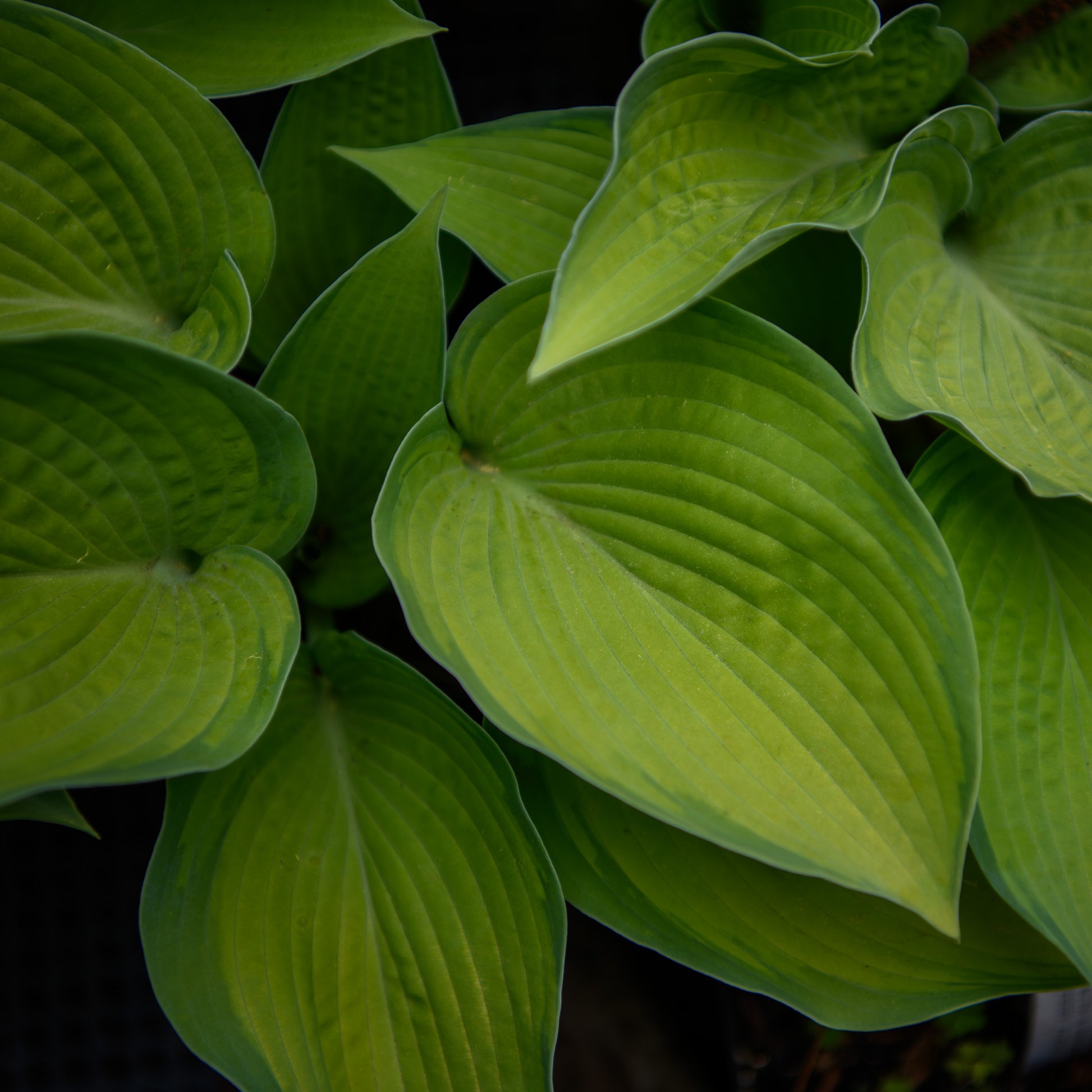 Close-up of green leaves with a darker green edge against a dark background