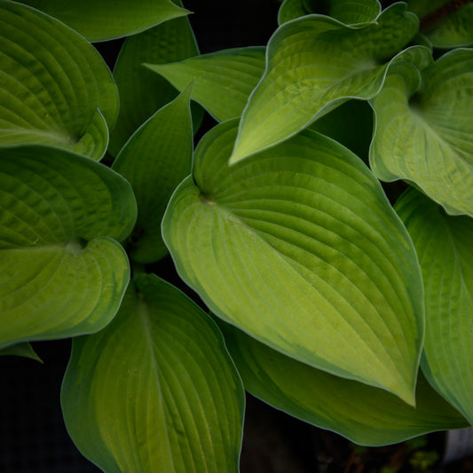 Close-up of green leaves with a darker green edge against a dark background