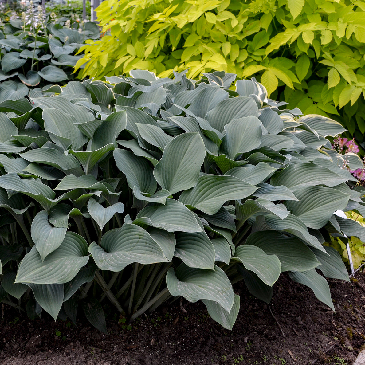 Hosta 'Krossa Regal'