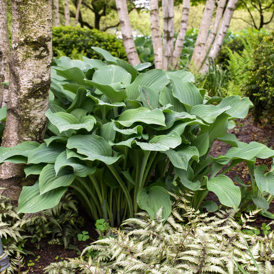 Hosta 'Krossa Regal'