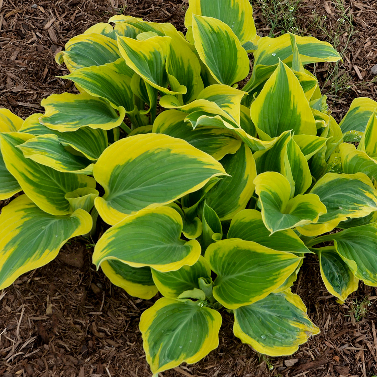 Hosta 'Liberty'