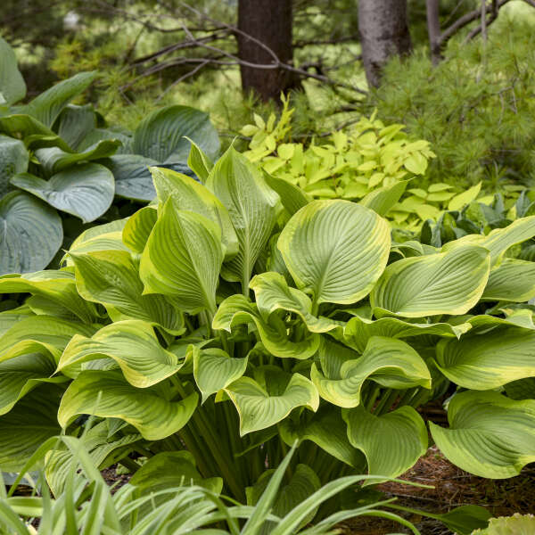 Hosta 'Lone Star’