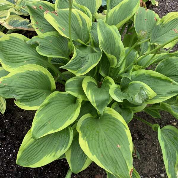 Hosta 'Lone Star’