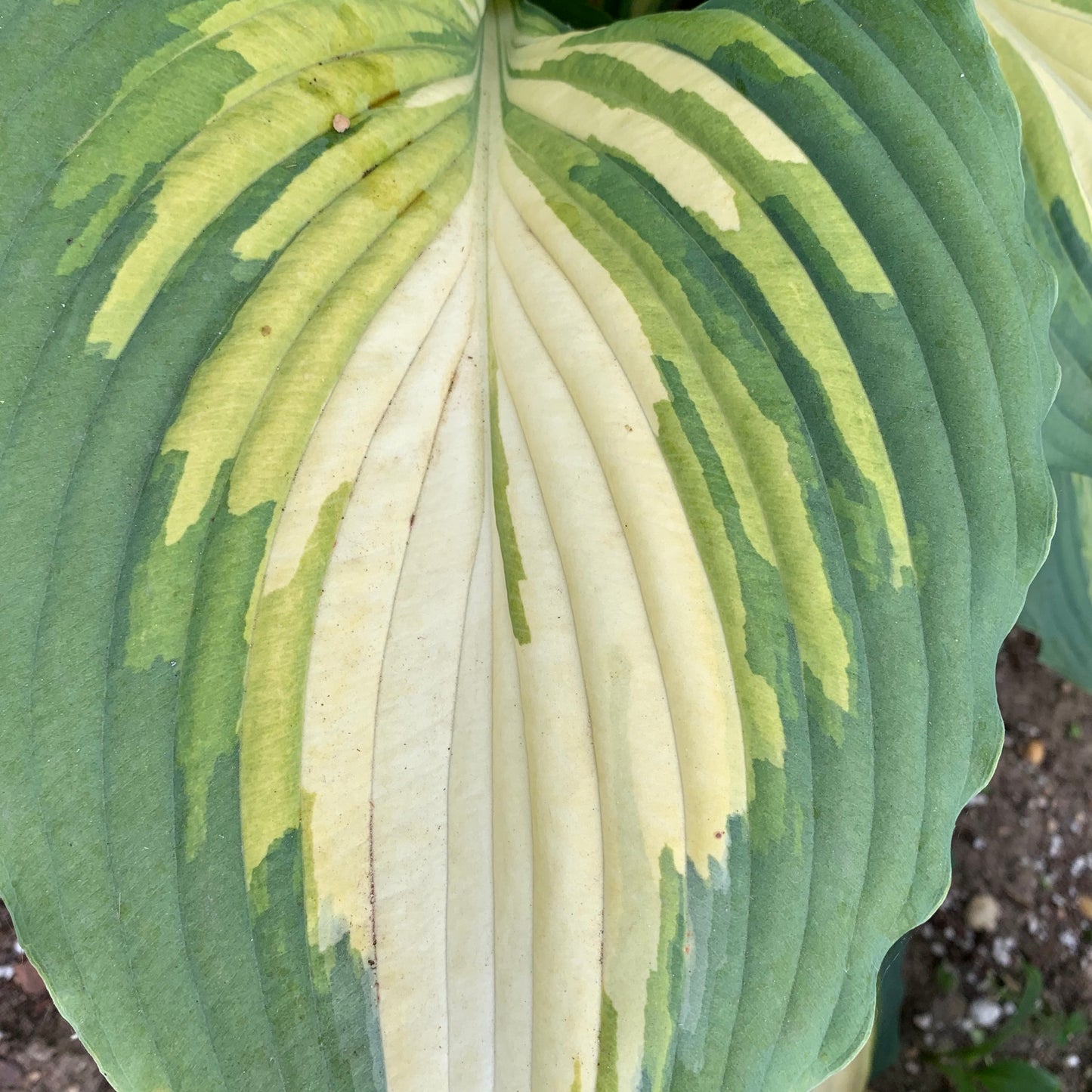 Hosta 'Love Story'