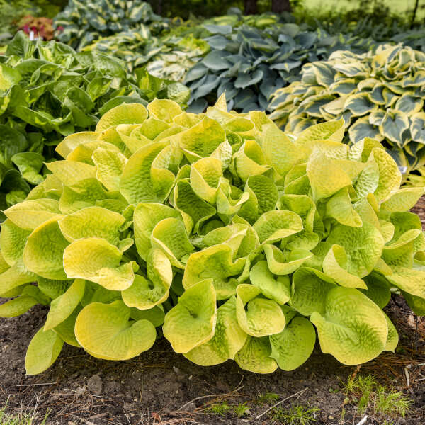 Hosta ‘Maui Buttercups’
