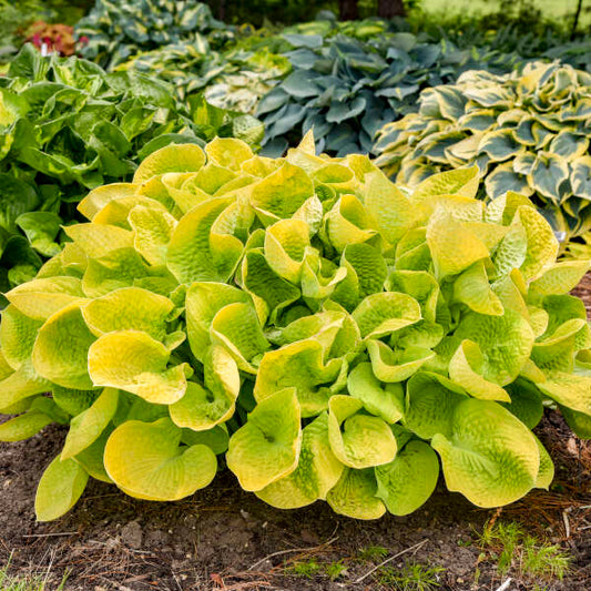 Hosta ‘Maui Buttercups’