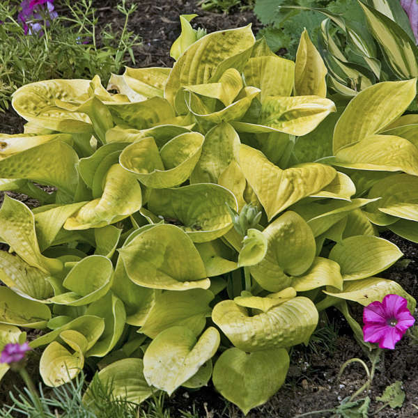 Hosta ‘Maui Buttercups’