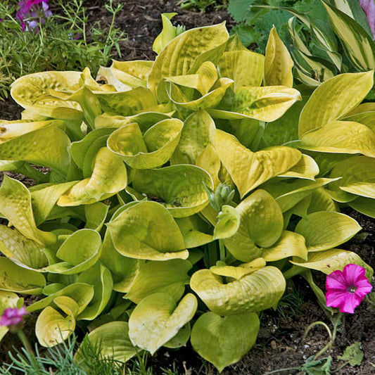 Hosta ‘Maui Buttercups’