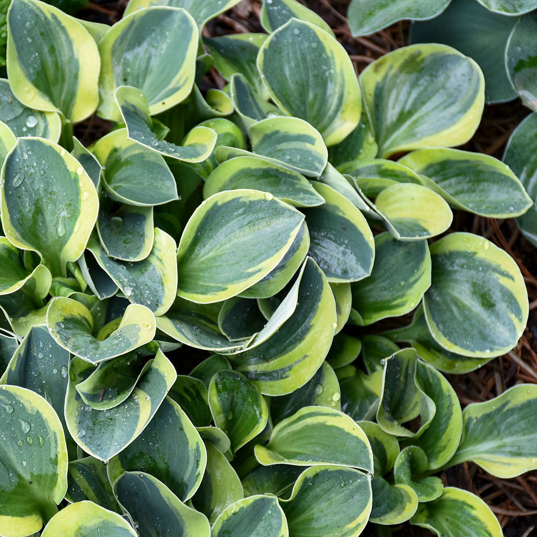 Hosta 'Mighty Mouse'