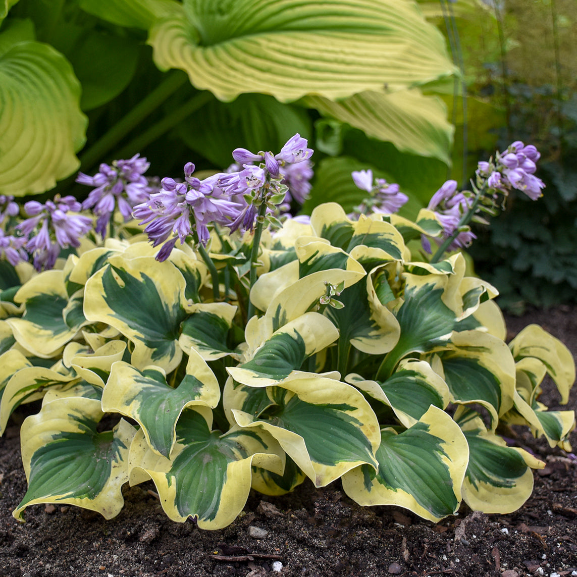 Hosta 'Mini Skirt'