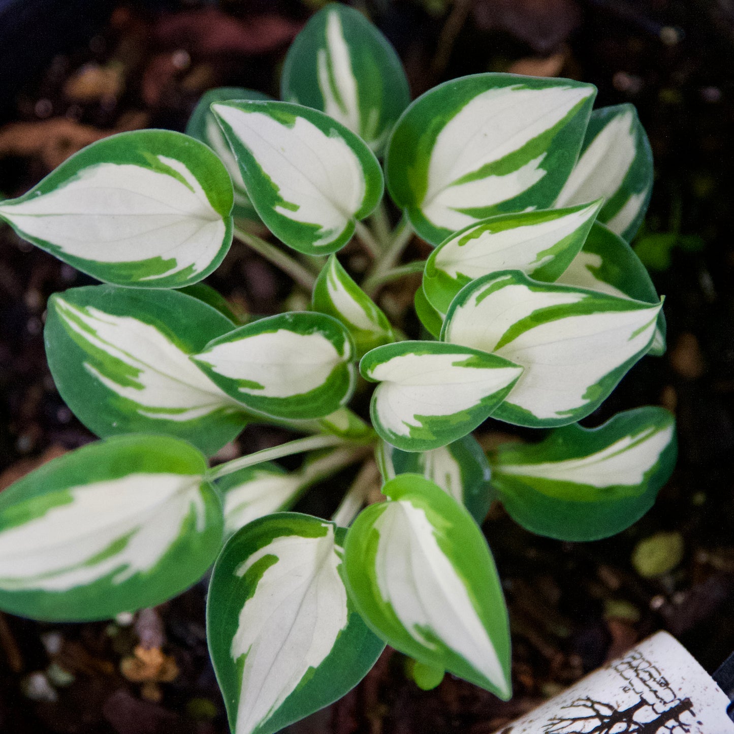 A close-up of Hosta 'Pandora's Box' with shiny green foliage and white centers, with no flowers visible.
