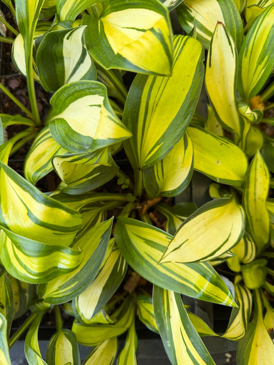 Close-up of a variegated hosta plant with bright yellow-green and green striped leaves.