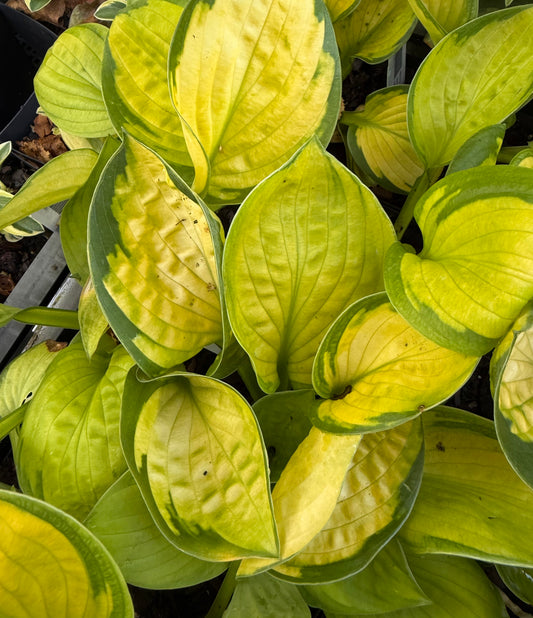 Close-up of a hosta plant with variegated green and yellow leaves, photographed from above.