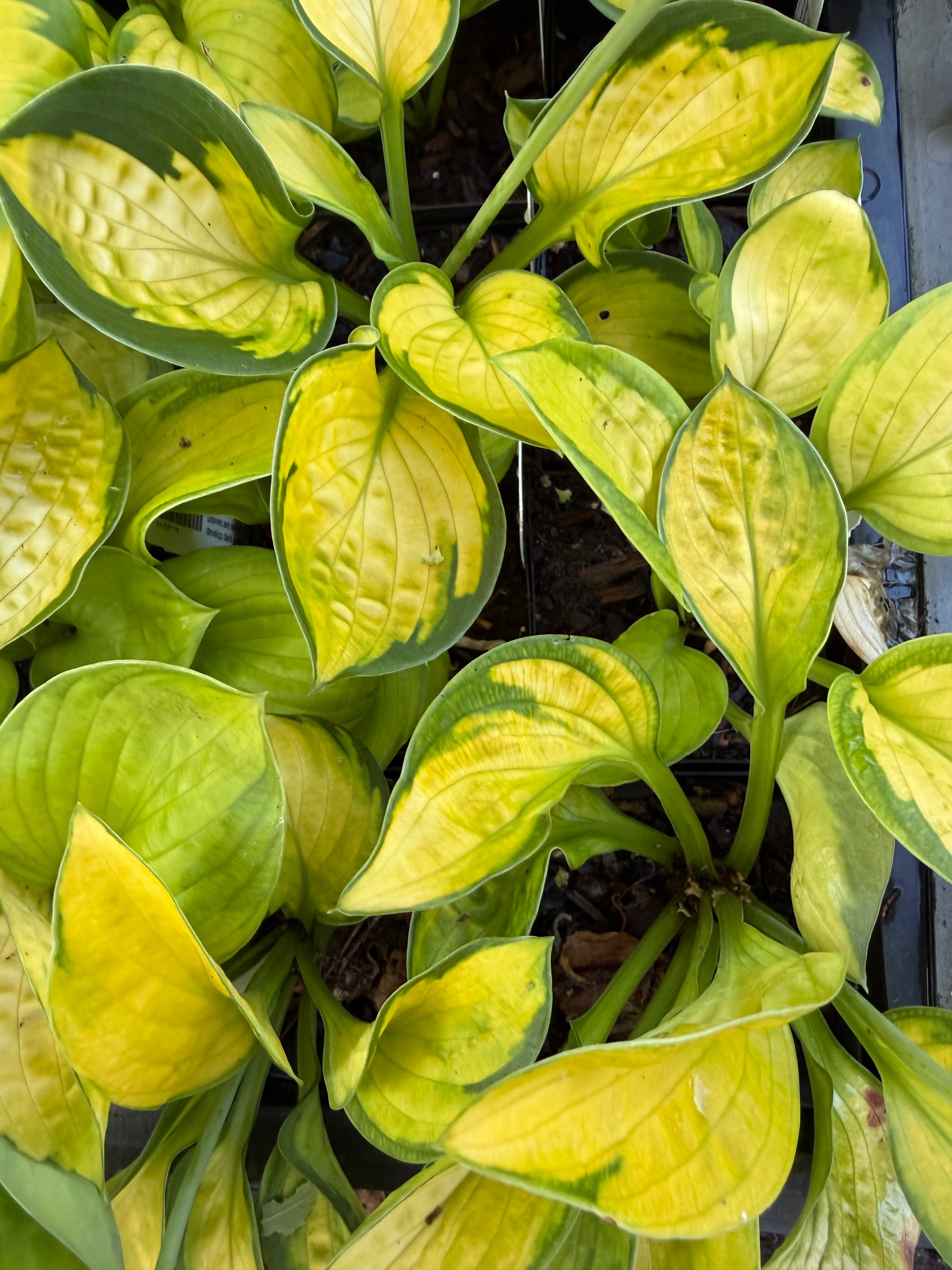 Close-up of a hosta plant with variegated yellow-green leaves.