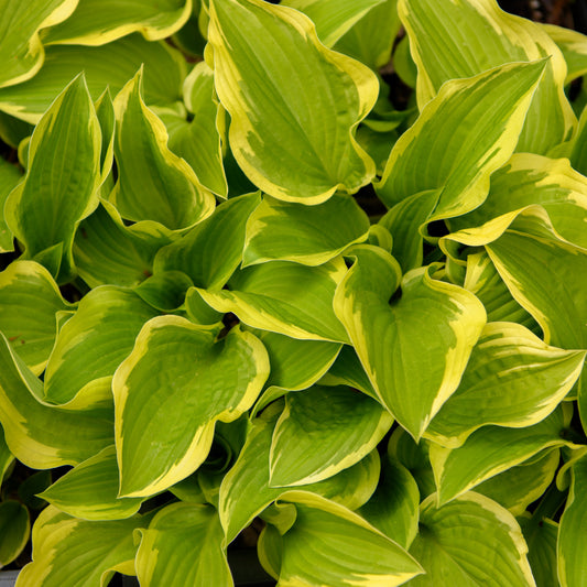 Close-up of heart shaped green and yellow leaves